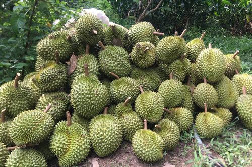 Trung Quốc mở cửa: Bỏ mọi xét nghiệm Covid với hàng Việt