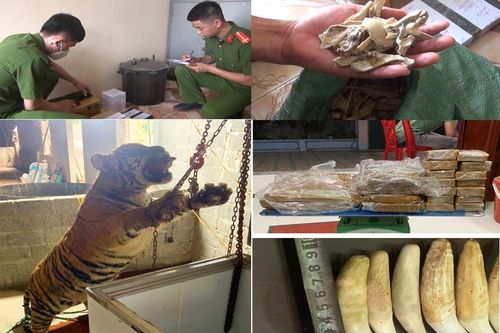 Tuyên án 5 đối tượng mua cá thể hổ về nấu cao