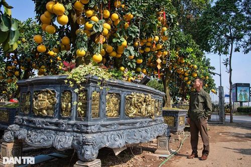 Cây cảnh Tết 'độc đáo' sai trĩu quả hút người mua dù giá rất 'khủng'