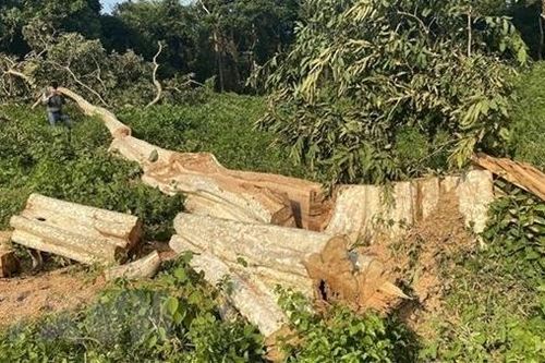 Khởi tố, bắt tạm giam nguyên Hạt phó Hạt Kiểm lâm huyện Lạc Sơn
