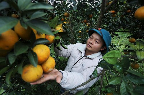 Cam chín vàng đồi, người dân cố găm hàng chờ Tết