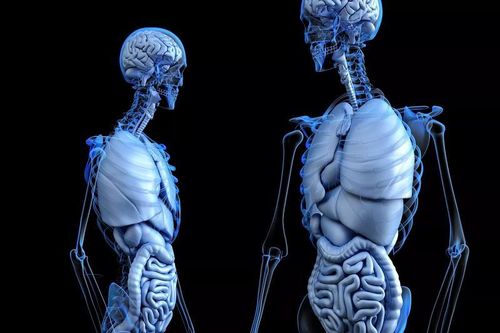 Phát hiện cơ quan mới trong cơ thể người