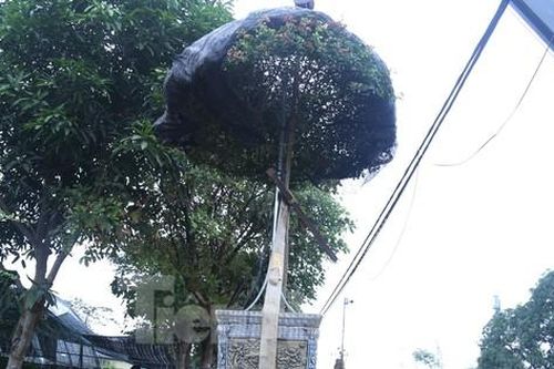 Làng hoa vào mùa nườm nượp, dùng cả cần cẩu chuyển hàng Tết