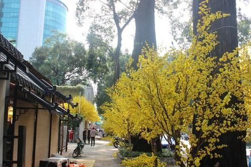 Sắc vàng 'rừng mai' tại Nhà văn hóa Thanh niên cuốn hút bạn trẻ Sài Gòn