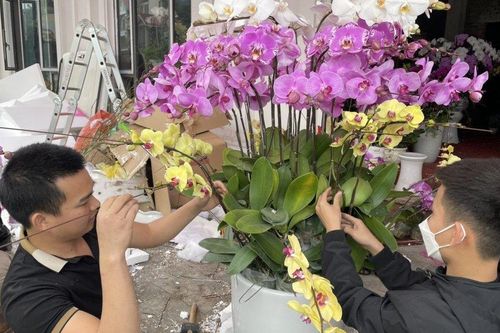 Kiếm tiền triệu mỗi ngày nhờ nghề cắm hoa lan dịp Tết