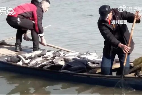 Hầu tòa vì phóng sinh 12 tấn cá ở Trung Quốc