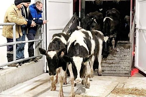 Công ty TH tại Nga đón đàn bò sữa mới
