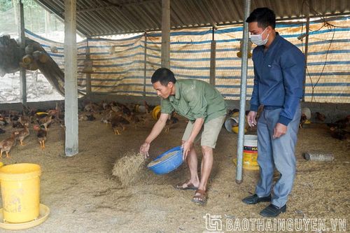 Nhiều lợi ích từ sử dụng chế phẩm sinh học trong chăn nuôi