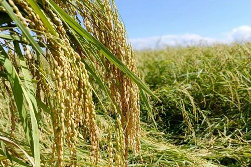 Đặc sản miệt vườn Lâm Đồng: Nếp Quýt, gà Đông Tảo... sẵn sàng dịp Tết