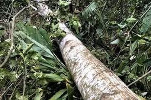 Chuẩn bị dựng rạp đám cưới, chú rể bị cây đè tử vong