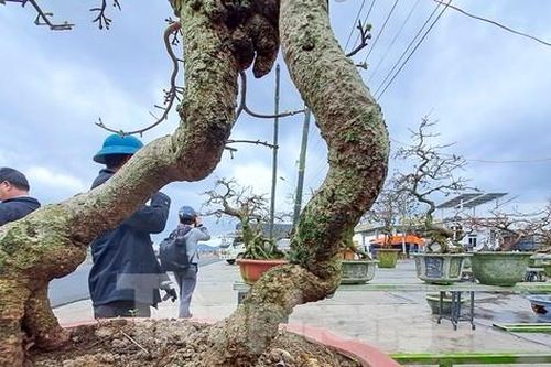 'Thủ phủ' mai vàng của miền Trung rộn ràng vào Tết
