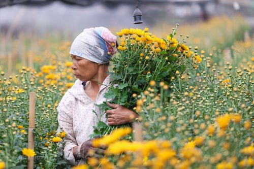 Người trồng hoa Tây Tựu canh cánh nỗi lo 'được mùa mất giá' trước Tết