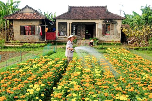 Làng hoa cúc Tết lớn nhất miền Trung