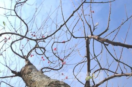 Ngắm những gốc đào 'khủng' giá hàng chục triệu xuống phố đón Tết