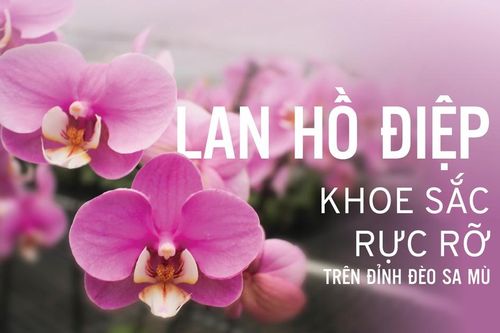 Lan hồ điệp khoe sắc rực rỡ trên đỉnh đèo Sa Mù