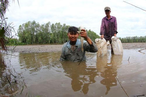 Hậu Giang: Nông dân bắt cá đồng đón Tết