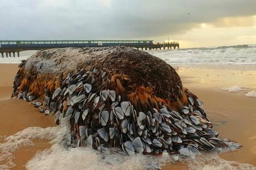 Khúc gỗ phủ đầy hà ngỗng trôi dạt vào bờ biển