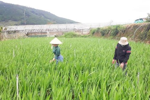 Mưa bất thường, làng hoa lo 'mất tết'