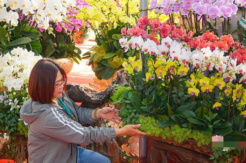 Ghép một chậu hoa ngày Tết, thợ lan hồ điệp bỏ túi cả chục triệu