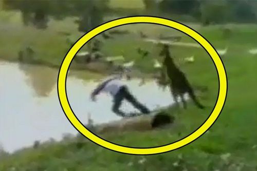 Clip: Thanh niên bị kangaroo đá 'lộn cổ' xuống hồ