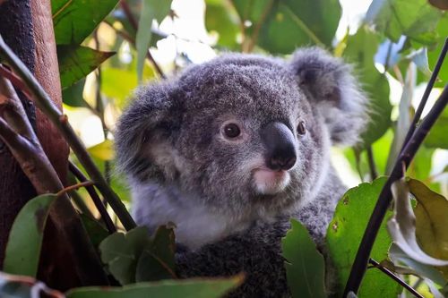 Chặn xe để cho gấu Koala qua đường cao tốc