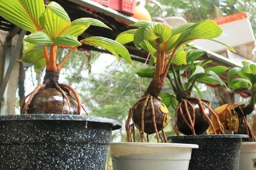 'Hô biến' dừa khô như cành củi thành cây cảnh trị giá tiền triệu chơi Tết