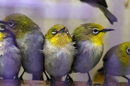 Phố bán chim phóng sinh nhộn nhịp ngày cuối năm