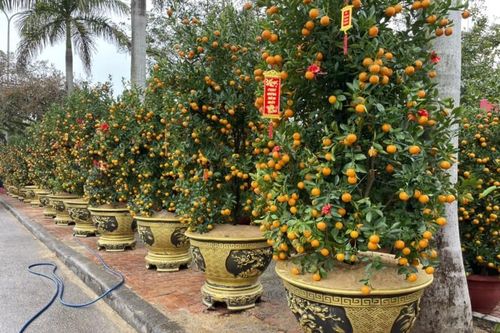 Thị trường hoa, cây Tết 2023 ở Quảng Bình có gì đặc biệt?