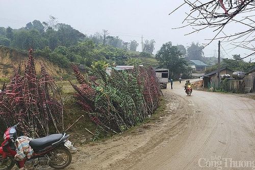 Đi hàng trăm km để săn đào dưới chân núi Pù Xai Lai Leng