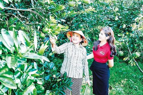 Agribank: Triển khai hiệu quả chính sách tín dụng về nông nghiệp