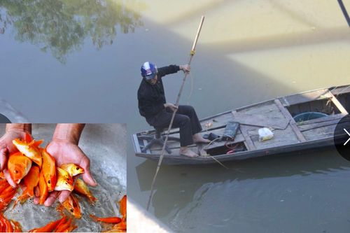 Cá chép cúng ông Công ông Táo vừa thả xuống sông, đã bị thuyền chài vớt ngay