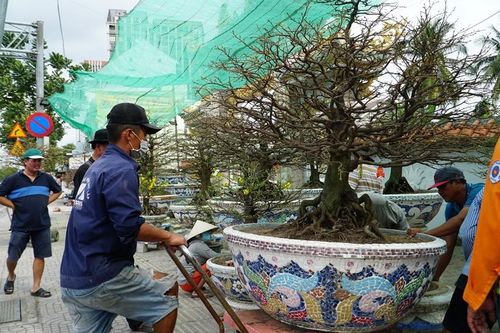 Mai vàng xuống phố ở TP Hồ Chí Minh