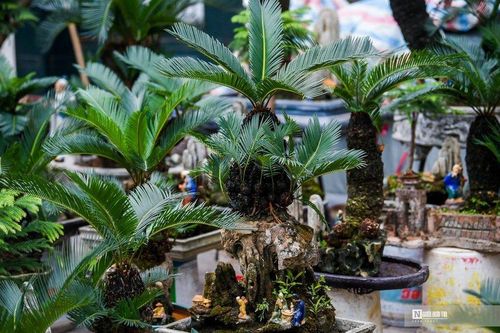 Vạn tuế bonsai giá hàng triệu đồng hút khách dịp Tết Nguyên đán