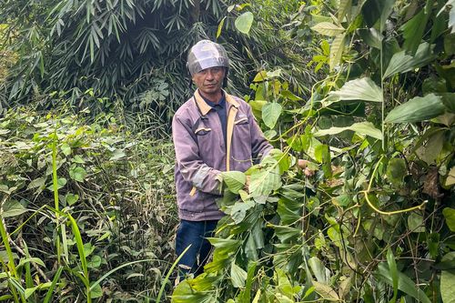 Bỏ túi tiền triệu nhờ lên rừng hái lá đủng đỉnh