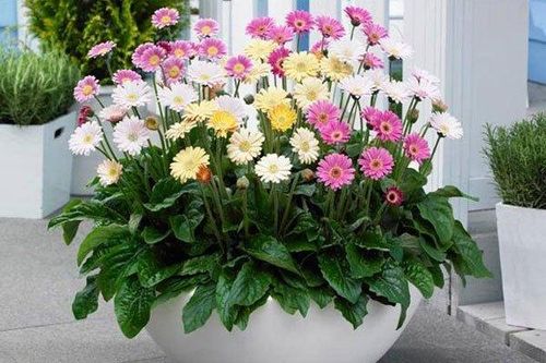 Một số loại hoa, cây cảnh giúp ngôi nhà ấm áp hơn trong dịp Tết
