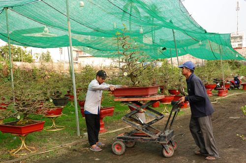 Thưa thớt khách mua mai Tết