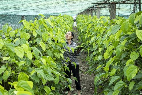 Mùa 'đếm lá thu tiền' của người trồng trầu ở Nghệ An