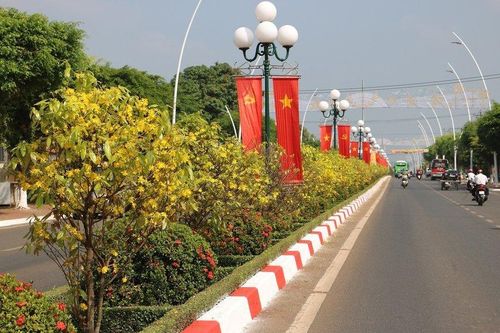 Ngắm đường hoa mai độc đáo trên dải phân cách ở Bà Rịa - Vũng Tàu