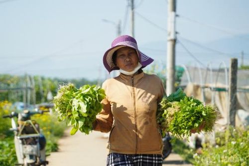 Mục sở thị vùng rau lớn nhất TP. Đà Nẵng vào vụ Tết Quý Mão