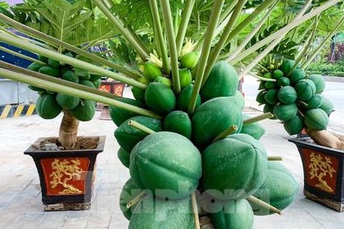 Hà Nội: Độc đáo vạn tuế mini, đu đủ bonsai chơi Tết đắt đỏ