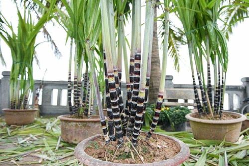 Cây trái 'độc lạ' hút người mua, có loại tiền triệu đắt ngang cây cảnh 'xịn'