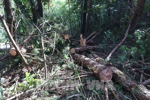 Bắt tạm giam Hạt trưởng Kiểm lâm huyện Tuần Giáo