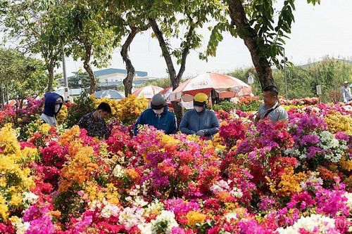 Sôi động chợ hoa Tết tại TP. Hồ Chí Minh