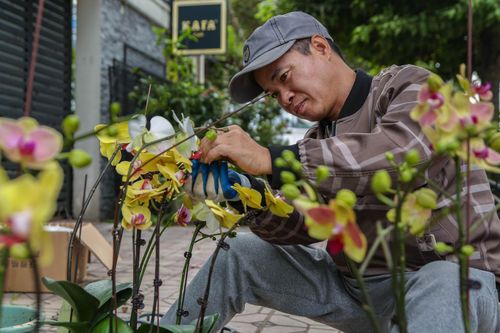 Bỏ túi 60 triệu nhờ cắm lan hồ điệp dịp Tết ở Hà Nội