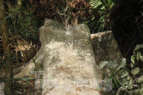 Tin mới vụ 'chảy máu' rừng Tây Yên Tử