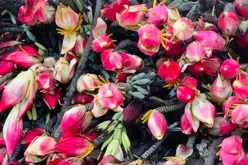 Hà Nội: Rộ mốt mua hoa chuối rừng đỏ rực chơi Tết