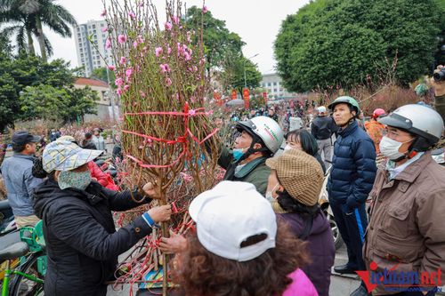 Chợ đào, quất ở Hà Nội nhộn nhịp người mua bán ngày cận Tết