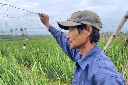 'Hoa đến kỳ hoa chẳng nở'- Người trồng lay ơn khóc bên ruộng hoa