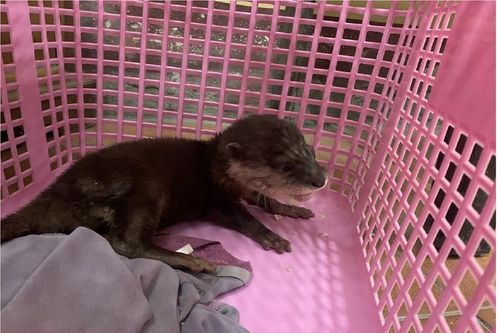 Phê chuẩn khởi tố đối tượng 'Vi phạm quy định về bảo vệ động vật nguy cấp, quý, hiếm'