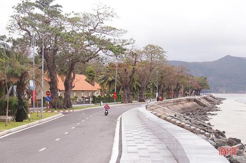 Ngắm những 'cụ bàng' di sản nơi đất thiêng Côn Đảo